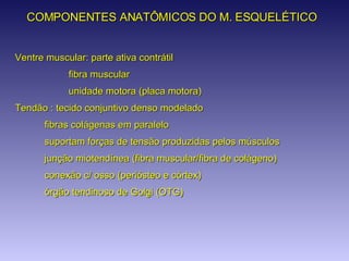 Ventre muscular: parte ativa contrátil fibra muscular unidade motora (placa motora) Tendão : tecido conjuntivo denso modelado fibras colágenas em paralelo suportam forças de tensão produzidas pelos músculos junção miotendínea (fibra muscular/fibra de colágeno) conexão c/ osso (periósteo e córtex) órgão tendinoso de Golgi (OTG) COMPONENTES ANATÔMICOS DO M. ESQUELÉTICO 