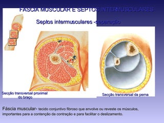 FÁSCIA MUSCULAR E SEPTOS INTERMUSCULARES Septos intermusculares -separação Secção transversal da perna Secção transversal proximal  do braço Fáscia muscular-  tecido conjuntivo fibroso que envolve ou reveste os músculos,  importantes para a contenção da contração e para facilitar o deslizamento.   