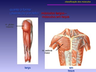 em leque m. peitoral maior quanto à forma: (disposição paralela) :  músculos largos –    músculos em leque m. glúteo máximo largo classificação dos músculos 