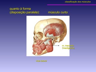 quanto à forma (disposição paralela):  músculo curto m. masseter (mastigação) vista lateral classificação dos músculos 