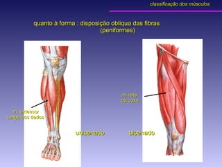 quanto à forma : disposição obliqua das fibras  (peniformes) unipenado bipenado m. reto  da coxa m. extensor longo dos dedos classificação dos músculos 