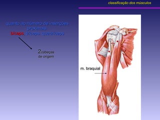 quanto ao número de inserções proximais: bíceps , tríceps. quadríceps 2 cabeças de origem * * m. braquial classificação dos músculos 