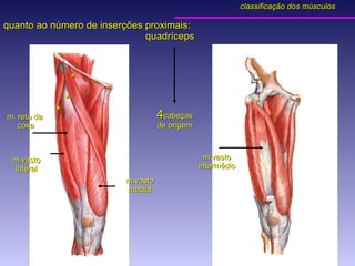 quanto ao número de inserções proximais: quadríceps 4 cabeças de origem * * * * m. reto da  coxa m.vasto lateral m.vasto medial m.vasto intermédio classificação dos músculos 
