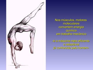 Nos músculos, motores  moleculares convertem energia química  em trabalho mecânico -é a máquina mais eficiente  e adaptável já conhecida pelo homem- 