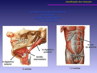 quanto ao número de ventres musculares: digástrico/ poligástrico (nº de ventres) m.digástrico posterior tendão  intermediário m.digástrico anterior m.reto  do abdome 2 ventres > 2 ventres classificação dos músculos 