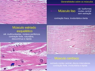 Músculo liso Músculo estriado  esquelético Músculo cardíaco cél. fusiformes núcleo central sem estriação contração fraca, involuntária e lenta cél. multinucleadas, núcleos periféricos contração forte, voluntária,  descontínua e rápida estriado,núcleo central, discos intercalares contração forte, involuntária e rápida Generalidades sobre os músculos 