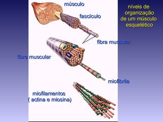 músculo fascículo fibra muscular miofibrila miofilamentos  ( actina e miosina) níveis de  organização de um músculo  esquelético fibra muscular 