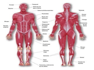 Musculos Huesos