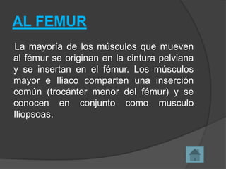 AL FEMUR
La mayoría de los músculos que mueven
al fémur se originan en la cintura pelviana
y se insertan en el fémur. Los músculos
mayor e Iliaco comparten una inserción
común (trocánter menor del fémur) y se
conocen en conjunto como musculo
Iliopsoas.

 