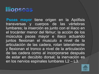 Psoas mayor tiene origen en la Apófisis
transversas y cuerpos de las vértebras
lumbares; la inserción es junto con el iliaco en
el trocánter menor del fémur; la acción de los
músculos psoas mayor e iliaco actuando
juntos flexionan el musculo a nivel de la
articulación de las cadera, rotan lateralmente
y flexionan el tronco a nivel de la articulación
de las cadera como al incorporarse después
de estar en decúbito dorsal; la inervación es
en los nervios espinales lumbares L2 – L3.

 