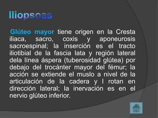 Glúteo mayor tiene origen en la Cresta
iliaca, sacro, coxis y aponeurosis
sacroespinal; la inserción es el tracto
iliotibial de la fascia lata y región lateral
dela línea áspera (tuberosidad glútea) por
debajo del trocánter mayor del fémur; la
acción se extiende el muslo a nivel de la
articulación de la cadera y l rotan en
dirección lateral; la inervación es en el
nervio glúteo inferior.

 