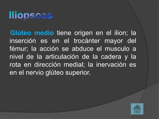 Glúteo medio tiene origen en el ilion; la
inserción es en el trocánter mayor del
fémur; la acción se abduce el musculo a
nivel de la articulación de la cadera y la
rota en dirección medial; la inervación es
en el nervio glúteo superior.

 