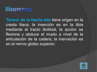 Tensor de la fascia lata tiene origen en la
cresta iliaca; la inserción es en la tibia
mediante el tracto iliotibial; la acción se
flexiona y abduce el muslo a nivel de la
articulación de la cadera; la inervación es
en el nervio glúteo superior.

 