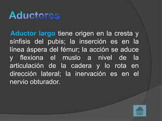 Aductor largo tiene origen en la cresta y
sínfisis del pubis; la inserción es en la
línea áspera del fémur; la acción se aduce
y flexiona el muslo a nivel de la
articulación de la cadera y lo rota en
dirección lateral; la inervación es en el
nervio obturador.

 