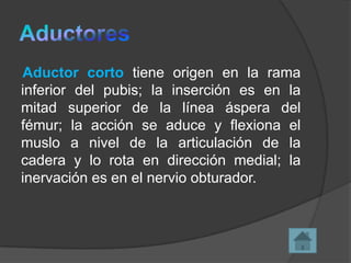 Aductor corto tiene origen en la rama
inferior del pubis; la inserción es en la
mitad superior de la línea áspera del
fémur; la acción se aduce y flexiona el
muslo a nivel de la articulación de la
cadera y lo rota en dirección medial; la
inervación es en el nervio obturador.

 