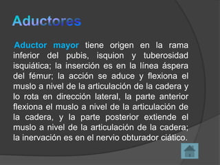 Aductor mayor tiene origen en la rama
inferior del pubis, isquion y tuberosidad
isquiática; la inserción es en la línea áspera
del fémur; la acción se aduce y flexiona el
muslo a nivel de la articulación de la cadera y
lo rota en dirección lateral, la parte anterior
flexiona el muslo a nivel de la articulación de
la cadera, y la parte posterior extiende el
muslo a nivel de la articulación de la cadera;
la inervación es en el nervio obturador ciático.

 
