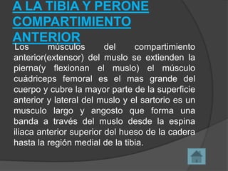 A LA TIBIA Y PERONE
COMPARTIMIENTO
ANTERIOR

Los
músculos
del
compartimiento
anterior(extensor) del muslo se extienden la
pierna(y flexionan el muslo) el músculo
cuádriceps femoral es el mas grande del
cuerpo y cubre la mayor parte de la superficie
anterior y lateral del muslo y el sartorio es un
musculo largo y angosto que forma una
banda a través del muslo desde la espina
iliaca anterior superior del hueso de la cadera
hasta la región medial de la tibia.

 
