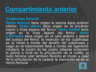 Compartimiento anterior
Cuádriceps femoral
Recto femoral tiene origen la espina iliaca anterior
inferior; Vasto lateral tiene origen en la trocánter
mayor y línea áspera del fémur; Vasto medial tiene
origen en la línea áspera del fémur; Vasto
intermedio tiene origen en la cara anterior y lateral
del cuerpo del fémur; la inserción de los cuádriceps
es la rotula a través del tendón del cuádriceps y
luego en la tuberosidad tibial a través del ligamento
rotuliano; la acción de las cuatro cabezas extienden
la pierna a nivel de la articulación de la rodilla, el
recto femoral solo también flexiona el muslo a nivel
de la articulación de la cadera; la inervación es en el
nervio femoral.

 