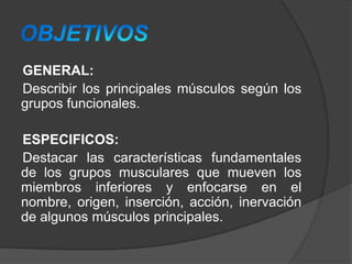GENERAL:
Describir los principales músculos según los
grupos funcionales.
ESPECIFICOS:
Destacar las características fundamentales
de los grupos musculares que mueven los
miembros inferiores y enfocarse en el
nombre, origen, inserción, acción, inervación
de algunos músculos principales.

 