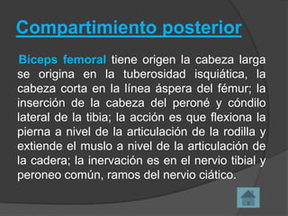 Compartimiento posterior
Bíceps femoral tiene origen la cabeza larga
se origina en la tuberosidad isquiática, la
cabeza corta en la línea áspera del fémur; la
inserción de la cabeza del peroné y cóndilo
lateral de la tibia; la acción es que flexiona la
pierna a nivel de la articulación de la rodilla y
extiende el muslo a nivel de la articulación de
la cadera; la inervación es en el nervio tibial y
peroneo común, ramos del nervio ciático.

 