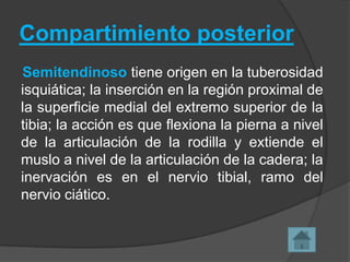 Compartimiento posterior
Semitendinoso tiene origen en la tuberosidad
isquiática; la inserción en la región proximal de
la superficie medial del extremo superior de la
tibia; la acción es que flexiona la pierna a nivel
de la articulación de la rodilla y extiende el
muslo a nivel de la articulación de la cadera; la
inervación es en el nervio tibial, ramo del
nervio ciático.

 