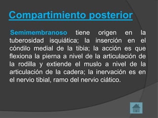 Compartimiento posterior
Semimembranoso tiene origen en la
tuberosidad isquiática; la inserción en el
cóndilo medial de la tibia; la acción es que
flexiona la pierna a nivel de la articulación de
la rodilla y extiende el muslo a nivel de la
articulación de la cadera; la inervación es en
el nervio tibial, ramo del nervio ciático.

 