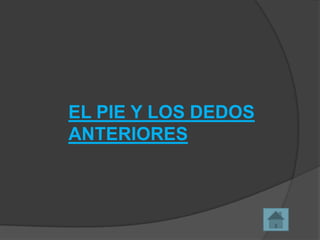 EL PIE Y LOS DEDOS
ANTERIORES

 