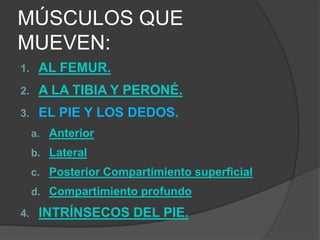 MÚSCULOS QUE
MUEVEN:
1.

AL FEMUR.

2.

A LA TIBIA Y PERONÉ.

3.

EL PIE Y LOS DEDOS.
a. Anterior
b. Lateral
c. Posterior Compartimiento superficial

d. Compartimiento profundo

4.

INTRÍNSECOS DEL PIE.

 