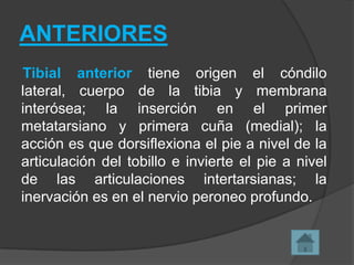 ANTERIORES
Tibial anterior tiene origen el cóndilo
lateral, cuerpo de la tibia y membrana
interósea; la inserción en el primer
metatarsiano y primera cuña (medial); la
acción es que dorsiflexiona el pie a nivel de la
articulación del tobillo e invierte el pie a nivel
de las articulaciones intertarsianas; la
inervación es en el nervio peroneo profundo.

 