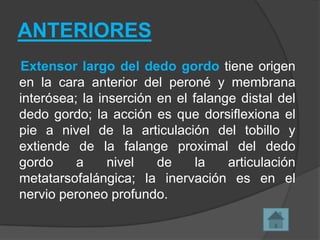 ANTERIORES
Extensor largo del dedo gordo tiene origen
en la cara anterior del peroné y membrana
interósea; la inserción en el falange distal del
dedo gordo; la acción es que dorsiflexiona el
pie a nivel de la articulación del tobillo y
extiende de la falange proximal del dedo
gordo
a
nivel
de
la
articulación
metatarsofalángica; la inervación es en el
nervio peroneo profundo.

 