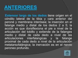 ANTERIORES
Extensor largo de los dedos tiene origen en el
cóndilo lateral de la tibia y cara anterior del
peroné y membrana interósea; la inserción en el
falange medio y distal de los dedos 2 a 5; la
acción es que dorsiflexiona el pie a nivel de la
articulación del tobillo y extiende de la falanges
medio y distal de cada dedo a nivel de las
articulaciones interfalangicas y la falange
proximal de cada dedo a nivel de la articulación
metatarsofalángica; la inervación es en el nervio
peroneo profundo.

 