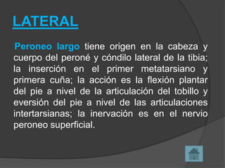 LATERAL
Peroneo largo tiene origen en la cabeza y
cuerpo del peroné y cóndilo lateral de la tibia;
la inserción en el primer metatarsiano y
primera cuña; la acción es la flexión plantar
del pie a nivel de la articulación del tobillo y
eversión del pie a nivel de las articulaciones
intertarsianas; la inervación es en el nervio
peroneo superficial.

 