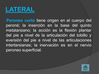 LATERAL
Peroneo corto tiene origen en el cuerpo del
peroné; la inserción en la base del quinto
metatarsiano; la acción es la flexión plantar
del pie a nivel de la articulación del tobillo y
eversión del pie a nivel de las articulaciones
intertarsianas; la inervación es en el nervio
peroneo superficial.

 