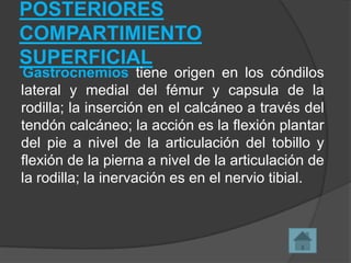POSTERIORES
COMPARTIMIENTO
SUPERFICIAL

Gastrocnemios tiene origen en los cóndilos
lateral y medial del fémur y capsula de la
rodilla; la inserción en el calcáneo a través del
tendón calcáneo; la acción es la flexión plantar
del pie a nivel de la articulación del tobillo y
flexión de la pierna a nivel de la articulación de
la rodilla; la inervación es en el nervio tibial.

 