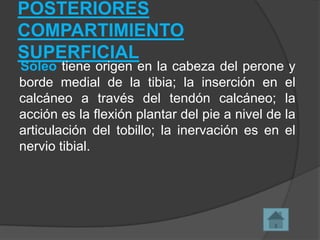 POSTERIORES
COMPARTIMIENTO
SUPERFICIAL

Sóleo tiene origen en la cabeza del perone y
borde medial de la tibia; la inserción en el
calcáneo a través del tendón calcáneo; la
acción es la flexión plantar del pie a nivel de la
articulación del tobillo; la inervación es en el
nervio tibial.

 