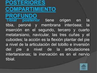 POSTERIORES
COMPARTIMIENTO
PROFUNDO

Tibial posterior tiene origen en la
tibia, peroné y membrana interósea; la
inserción en el segundo, tercero y cuarto
metatarsiano, navicular, las tres cuñas y el
cuboides; la acción es la flexión plantar del pie
a nivel de la articulación del tobillo e inversión
del pie a nivel de la articulaciones
intertarsianas; la inervación es en el nervio
tibial.

 