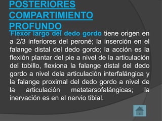 POSTERIORES
COMPARTIMIENTO
PROFUNDO

Flexor largo del dedo gordo tiene origen en
a 2/3 inferiores del peroné; la inserción en el
falange distal del dedo gordo; la acción es la
flexión plantar del pie a nivel de la articulación
del tobillo, flexiona la falange distal del dedo
gordo a nivel dela articulación interfalángica y
la falange proximal del dedo gordo a nivel de
la
articulación
metatarsofalángicas;
la
inervación es en el nervio tibial.

 