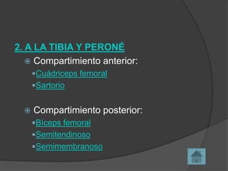 2. A LA TIBIA Y PERONÉ
 Compartimiento anterior:
Cuádriceps femoral
Sartorio



Compartimiento posterior:
Bíceps femoral

Semitendinoso
Semimembranoso

 