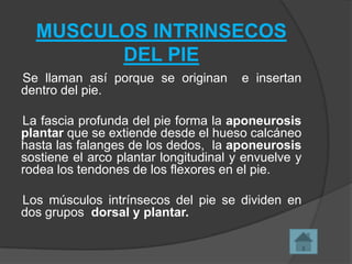 MUSCULOS INTRINSECOS
DEL PIE
Se llaman así porque se originan
dentro del pie.

e insertan

La fascia profunda del pie forma la aponeurosis
plantar que se extiende desde el hueso calcáneo
hasta las falanges de los dedos, la aponeurosis
sostiene el arco plantar longitudinal y envuelve y
rodea los tendones de los flexores en el pie.
Los músculos intrínsecos del pie se dividen en
dos grupos dorsal y plantar.

 