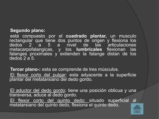 Segundo plano:
está compuesto por el cuadrado plantar, un musculo
rectangular que tiene dos puntos de origen y flexiona los
dedos 2 a 5 a nivel de las articulaciones
metacarpofalangicas, y los lumbricales flexionan las
falanges proximales y extienden la falange distan de los
dedos 2 a 5.

Tercer plano-: esta se comprende de tres músculos.
El flexor corto del pulgar: esta adyacente a la superficie
plantar del metatarsiano del dedo gordo.
El aductor del dedo gordo: tiene una posición oblicua y una
transversa, aduce al dedo gordo.
El flexor corto del quinto dedo: situado superficial al
metatarsiano del quinto dedo, flexiona el quinto dedo.

 