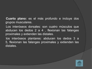 Cuarto plano: es el más profundo e incluye dos
grupos musculares.
Los interóseos dorsales: son cuatro músculos que
abducen los dedos 2 a 4 , flexionan las falanges
proximales y extienden las distales.
los interóseos plantares: abducen los dedos 3 a
5, flexionan las falanges proximales y extienden las
distales.

 
