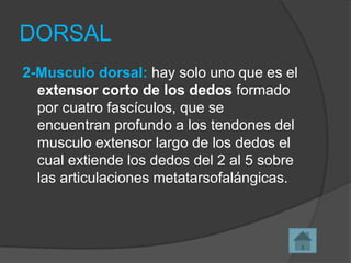 DORSAL
2-Musculo dorsal: hay solo uno que es el
extensor corto de los dedos formado
por cuatro fascículos, que se
encuentran profundo a los tendones del
musculo extensor largo de los dedos el
cual extiende los dedos del 2 al 5 sobre
las articulaciones metatarsofalángicas.

 