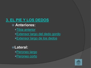 3. EL PIE Y LOS DEDOS
 Anteriores:
Tibia anterior
Extensor largo del dedo gordo
Extensor largo de los dedos

Lateral:
Peroneo largo
Peroneo corto

 