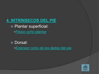 4. INTRÍNSECOS DEL PIE
 Plantar superficial:
Flexor corto plantar



Dorsal:
Extensor corto de los dedos del pie

 