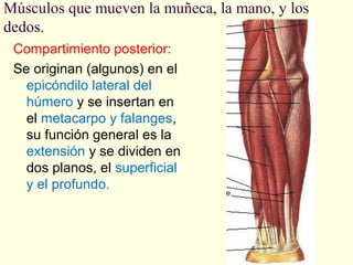 Músculos que mueven la muñeca, la mano, y los
dedos.
Compartimiento posterior:
Se originan (algunos) en el
epicóndilo lateral del
húmero y se insertan en
el metacarpo y falanges,
su función general es la
extensión y se dividen en
dos planos, el superficial
y el profundo.

 