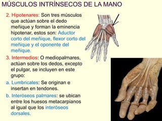 MÚSCULOS INTRÍNSECOS DE LA MANO
2. Hipotenares: Son tres músculos
que actúan sobre el dedo
meñique y forman la eminencia
hipotenar, estos son: Aductor
corto del meñique, flexor corto del
meñique y el oponente del
meñique.
3. Intermedios: O mediopalmares,
actúan sobre los dedos, excepto
el pulgar, se incluyen en este
grupo:
a. Lumbricales: Se originan e
insertan en tendones.
b. Interóseos palmares: se ubican
entre los huesos metacarpianos
al igual que los interóseos
dorsales.

 