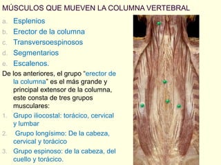 MÚSCULOS QUE MUEVEN LA COLUMNA VERTEBRAL
a. Esplenios
b. Erector de la columna
c. Transversoespinosos
d. Segmentarios
e. Escalenos.
De los anteriores, el grupo “erector de
la columna” es el más grande y
principal extensor de la columna,
este consta de tres grupos
musculares:
1. Grupo iliocostal: torácico, cervical
y lumbar
2. Grupo longísimo: De la cabeza,
cervical y torácico
3. Grupo espinoso: de la cabeza, del
cuello y torácico.

 