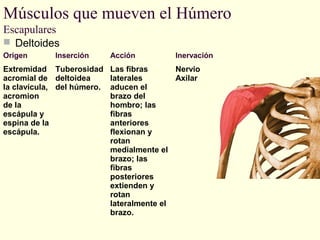 Músculos que mueven el Húmero
Escapulares
 Deltoides
Origen

Inserción

Acción

Inervación

Extremidad Tuberosidad Las fibras
Nervio
acromial de deltoidea
laterales
Axilar
la clavícula, del húmero. aducen el
acromion
brazo del
de la
hombro; las
escápula y
fibras
espina de la
anteriores
escápula.
flexionan y
rotan
medialmente el
brazo; las
fibras
posteriores
extienden y
rotan
lateralmente el
brazo.

 