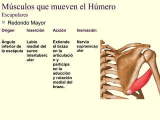 Músculos que mueven el Húmero
Escapulares
 Redondo Mayor
Origen

Inserción

Ángulo
Labio
inferior de medial del
la escápula surco
intertuberc
ular

Acción

Inervación

Extiende
Nervio
supraescap
el brazo
ular
en la
articulació
ny
participa
en la
aducción
y rotación
medial del
brazo.

 