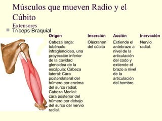 Músculos que mueven Radio y el
Cúbito
Extensores
 Tríceps Braquial

Origen

Inserción

Cabeza larga:
Olécranon
tubérculo
del cúbito
infraglenoideo, una
proyección inferior
de la cavidad
glenoidea de la
escápula; Cabeza
lateral: Cara
posterolateral del
húmero por encima
del surco radial;
Cabeza Medial:
cara posterior del
húmero por debajo
del surco del nervio
radial.

Acción

Inervación

Extiende el
Nervio
antebrazo a radial.
nivel de la
articulación
del codo y
extiende el
brazo a nivel
de la
articulación
del hombro.

 